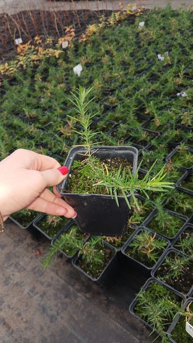 Дерен, флокс, спірея, бересклет, будлея, вейгела, плющ гурт листяні