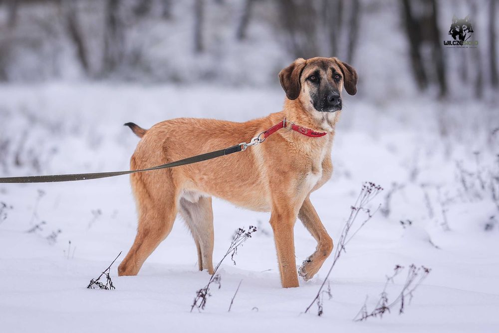 Mauro młody owczarek anatolijski do adopcji z fundacji