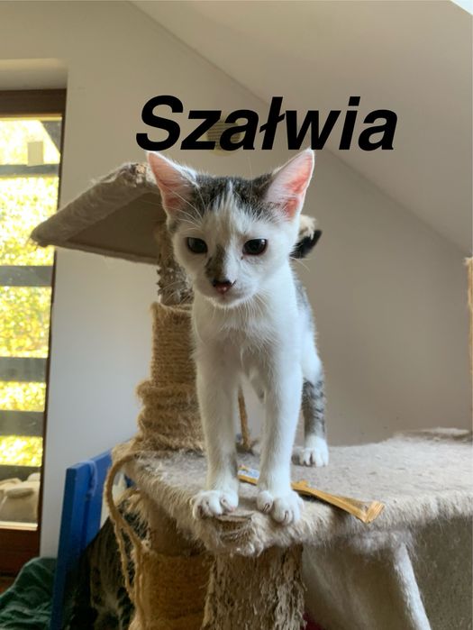 Kwieciste kociaki do adopcji!