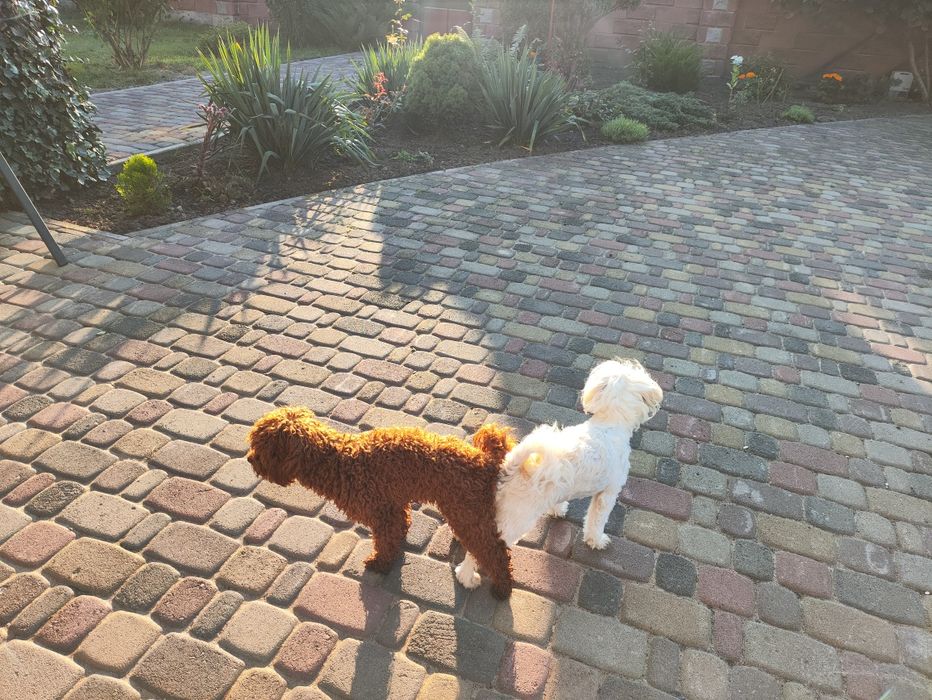 В'язка Той Пудель Red Braun