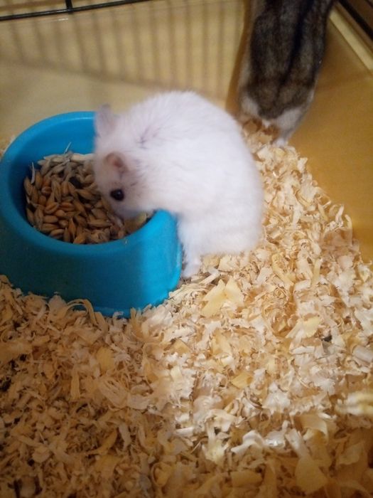 Хомячки Кременчуг