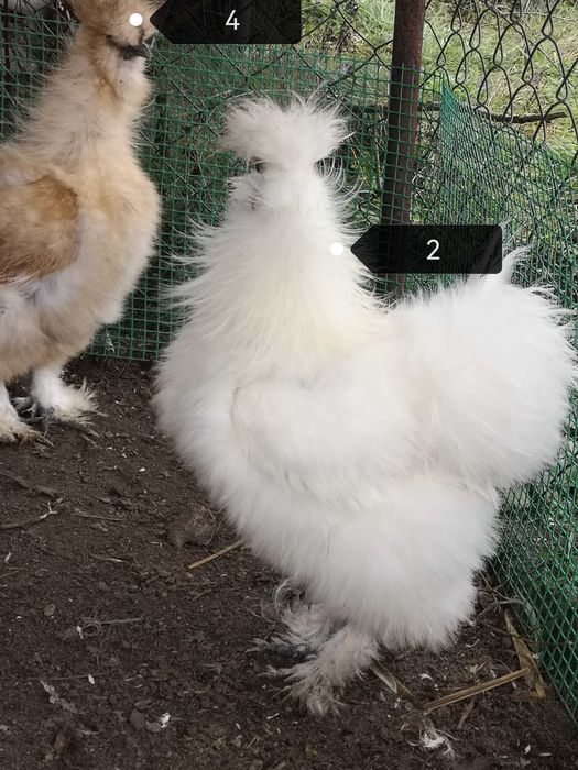 Kogut Silki jedwabistej i Czubatki