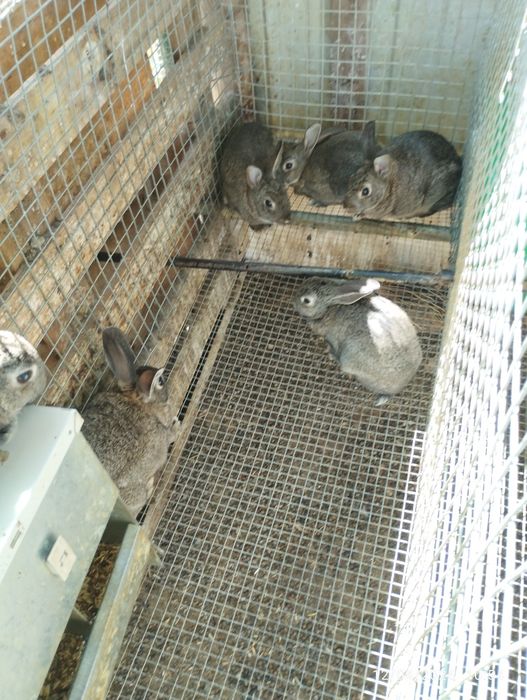 Coelhos com 2 a 4 meses, uns cinzentos e outros pretos.