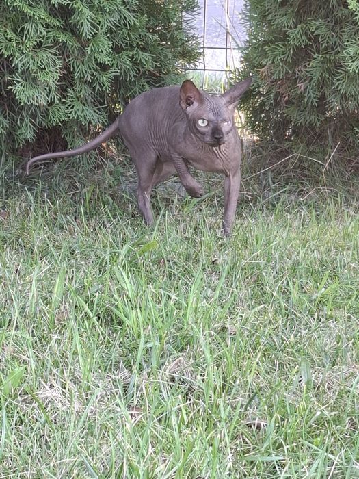 Uroczy czarny kocurek FPL  adopcja płatna