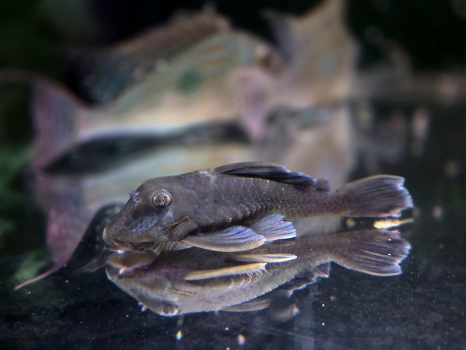 Zbrojnik L239 Baryancistrus beggini/ pleco (glonojad)