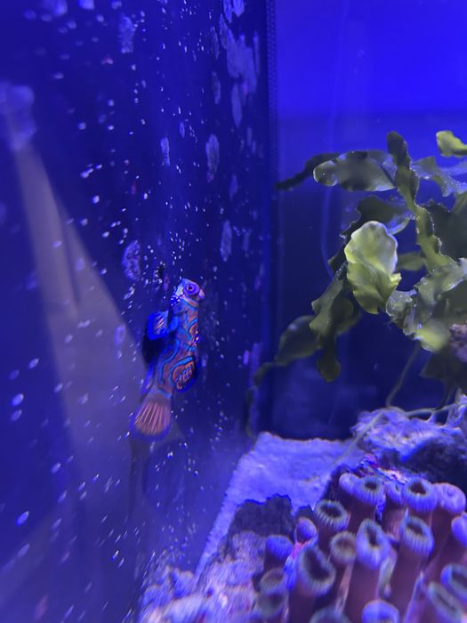 Peixe Mandarim (Synchiropus splendidus) – Cores Vibrantes