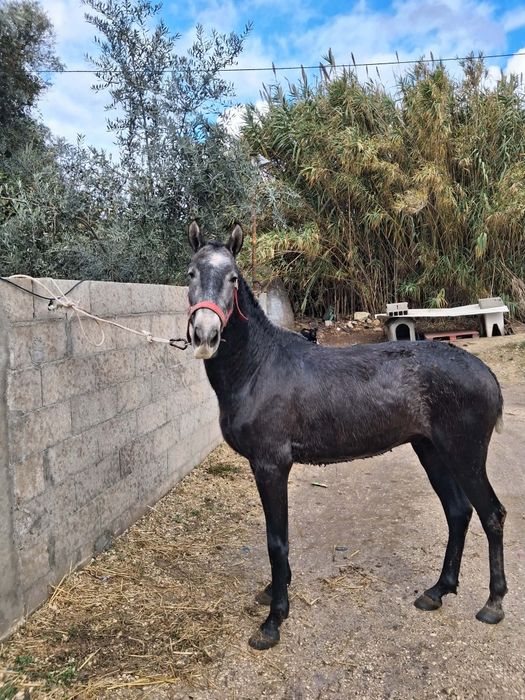 Poldro PSL pais pontuados