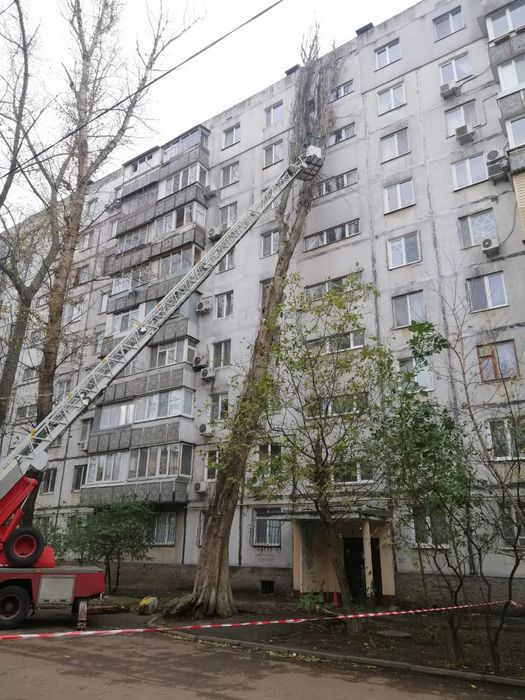 Спил и Обрезка деревьев. Обрезка веток