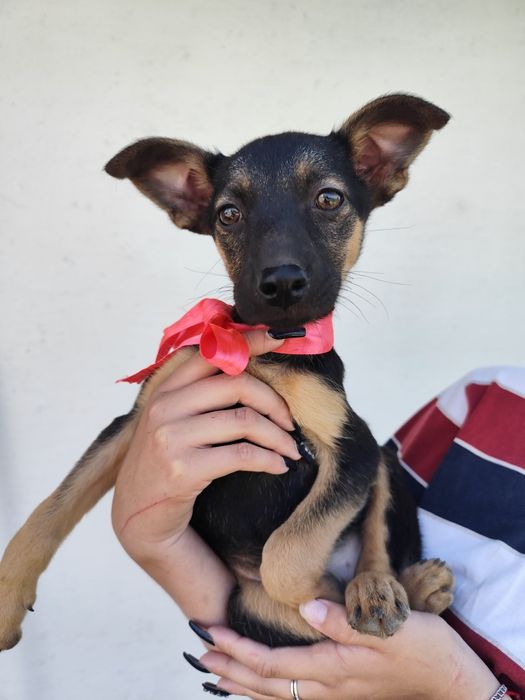 Дві неймовірні собані шукають люблячі сімʼї. Безкоштовно