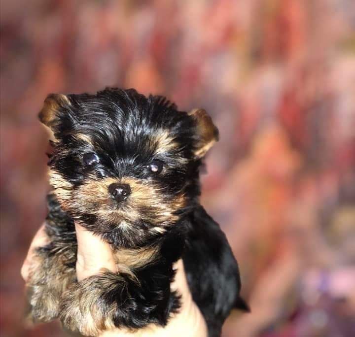 Продам щенков мини-йориков