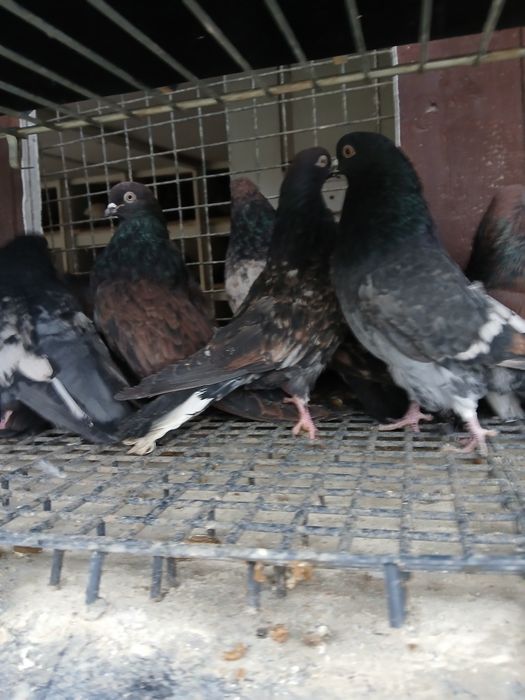 Gołębie kierowogradzkie