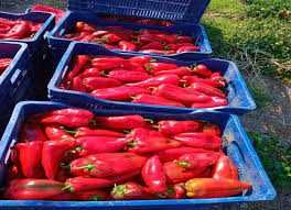 Pimenta Capia, tomates frescos, cenouras
