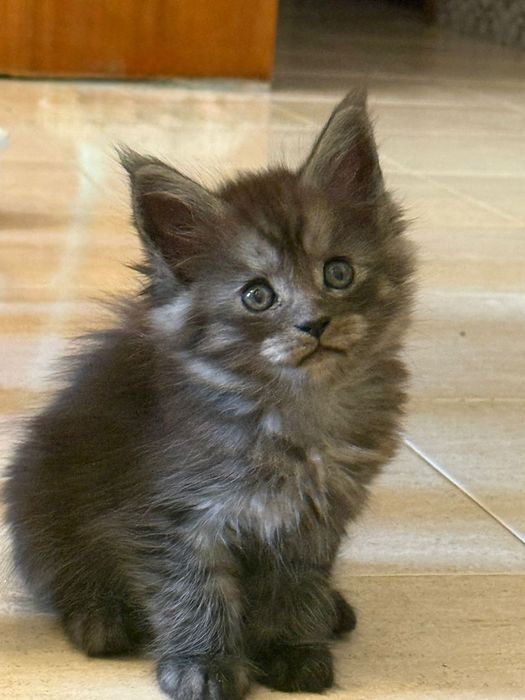 Mainne coon excelentes