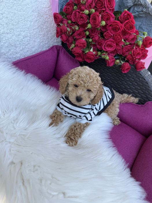 Маленькі милі мальтипу