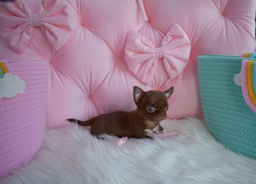 Chihuahua czekoladowy piesek XS