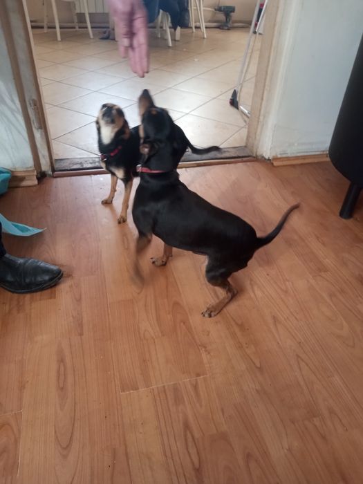 Pies pinczer śliczny