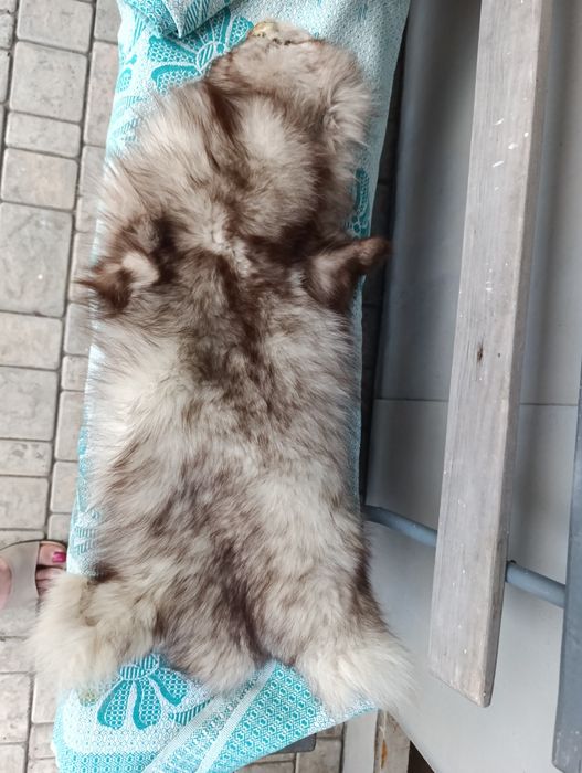 Шкурки песца 2 шт метр и полтора + подарок