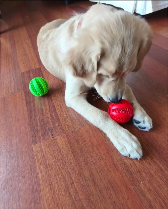 Brinquedo interativo para cães – novo