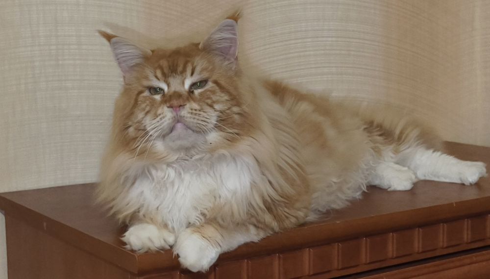Большой выбор котят