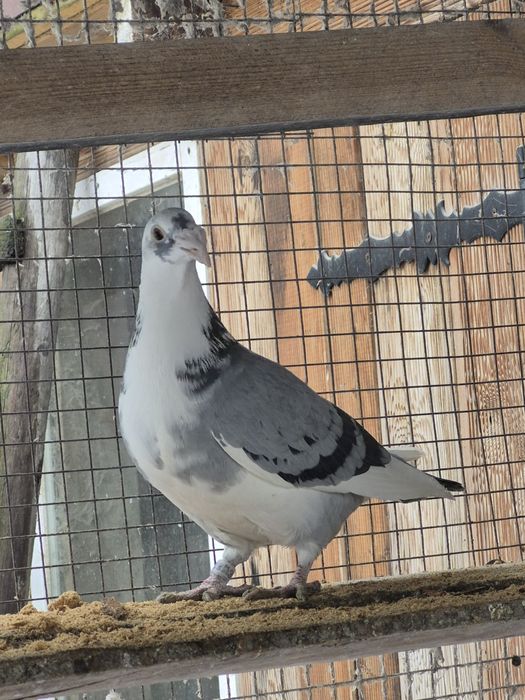 Gołebie Staropolskie