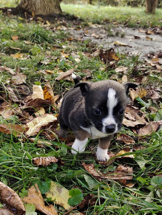 Терміново! Собачка грайлива цуценя собаченя в добрі руки Козятин Глухі