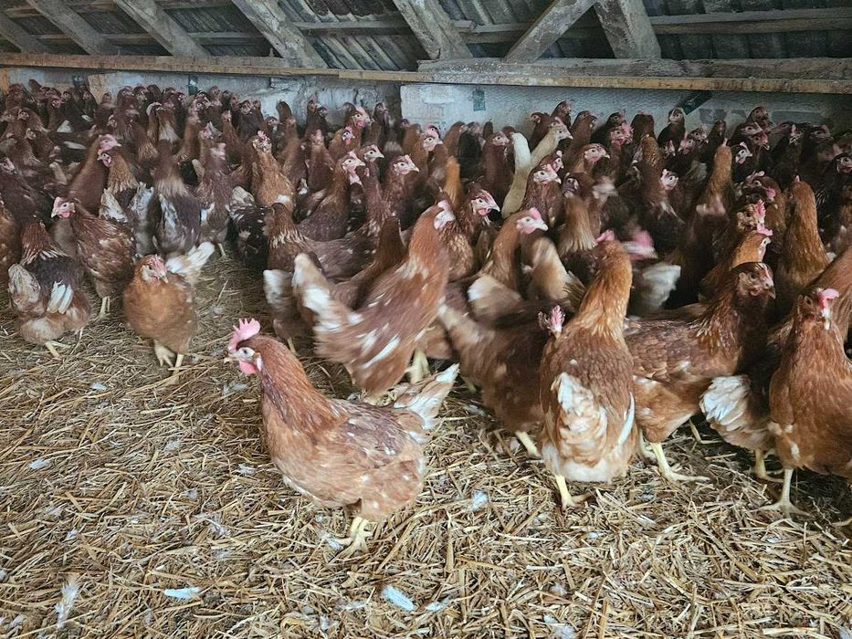 Kurki kokoszki nioski odchowane Tetra brązowa dowóz Gratis