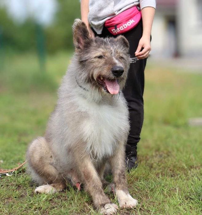 duży pies czeka na dom