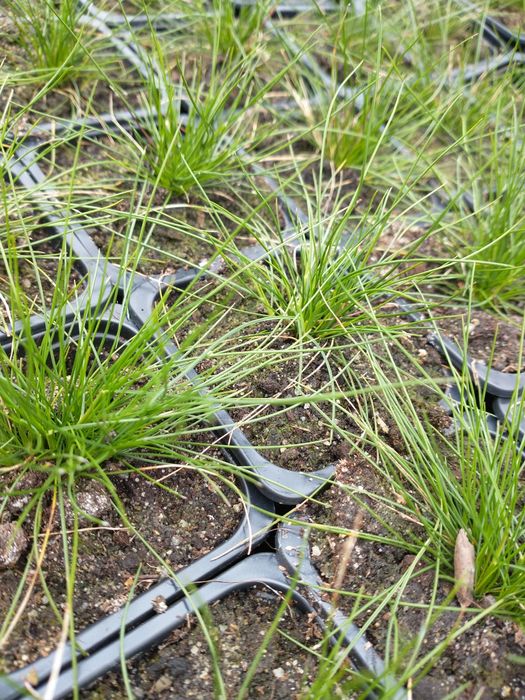 Dowóz Kostrzewa miotlasta zielona niedźwiedzie futro