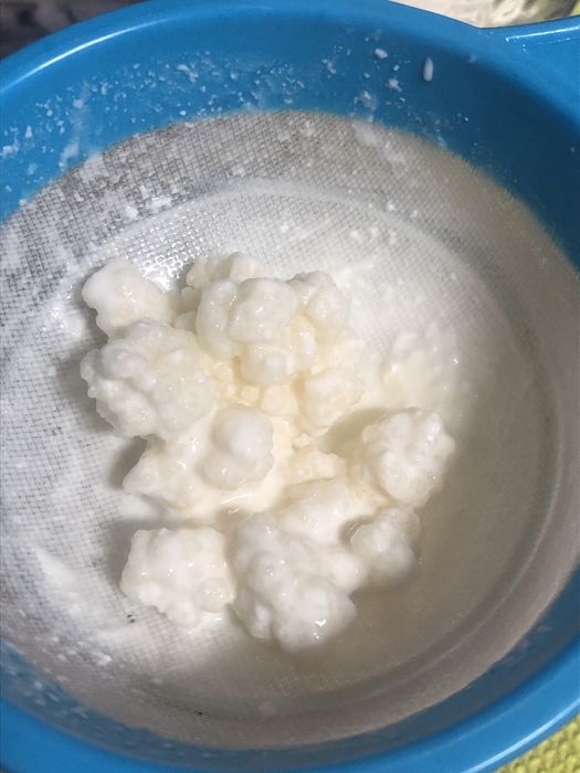 Flor de kefir - iogurte natural
