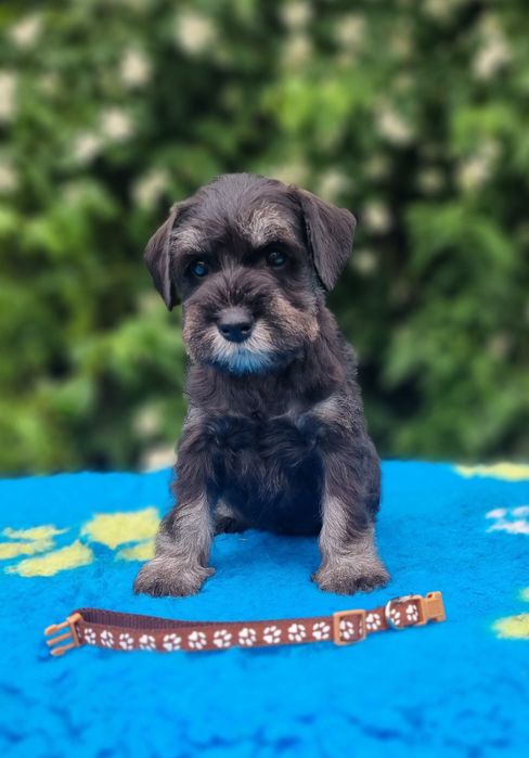 Цуценнята цвергшнауцера