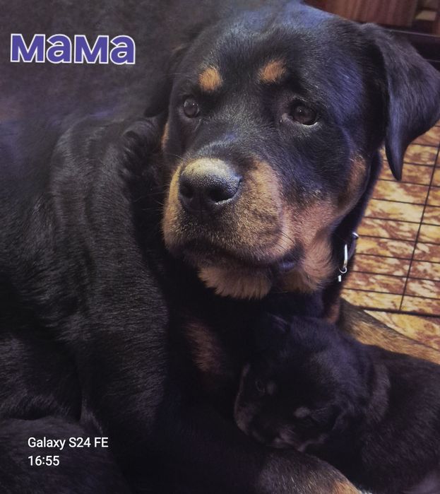 Чистокровні цуценята ротвейлера – для люблячої родини