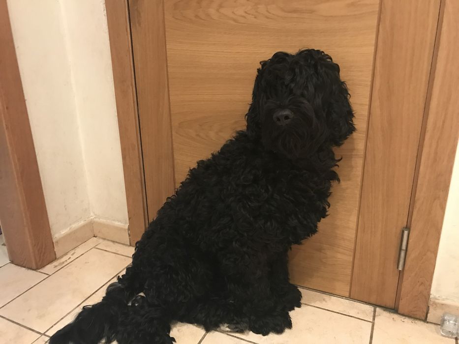 Cao de água português femea