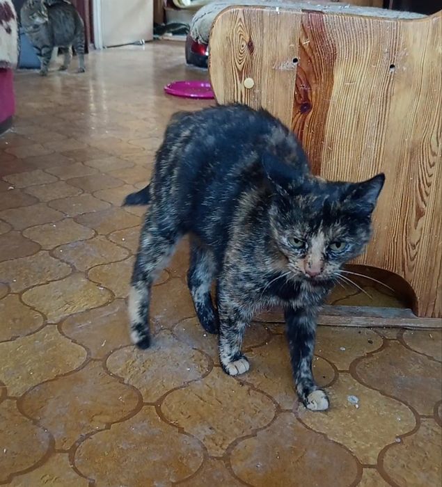 Roczna wysterylizowana Figa szuka domu niewychodzącego