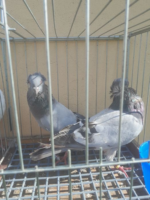 Sprzedam parę parzystą.