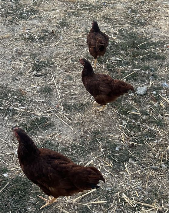 Trio de rhode island red  jovens ou mais quantidades