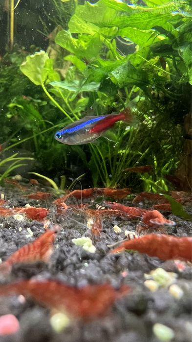 camarão Red cherry para aquario