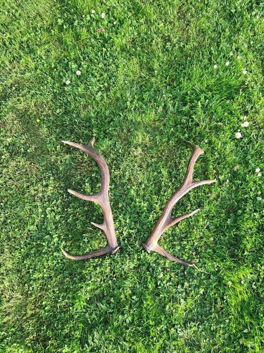 Piękne poroże jelenia - ponad stuletnie