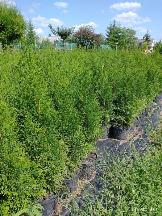 Tuje szmaragd  ok. 80-90 cm