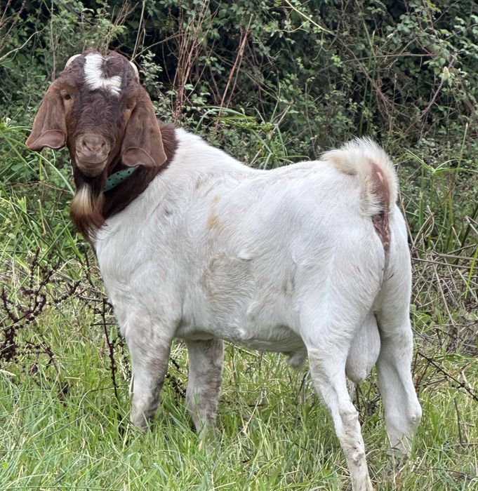 Chivo da raça boer ano e meio