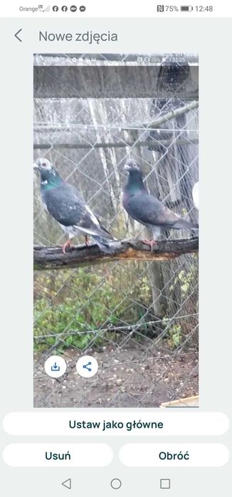 Gołębie tiplery, pocztowe i inne