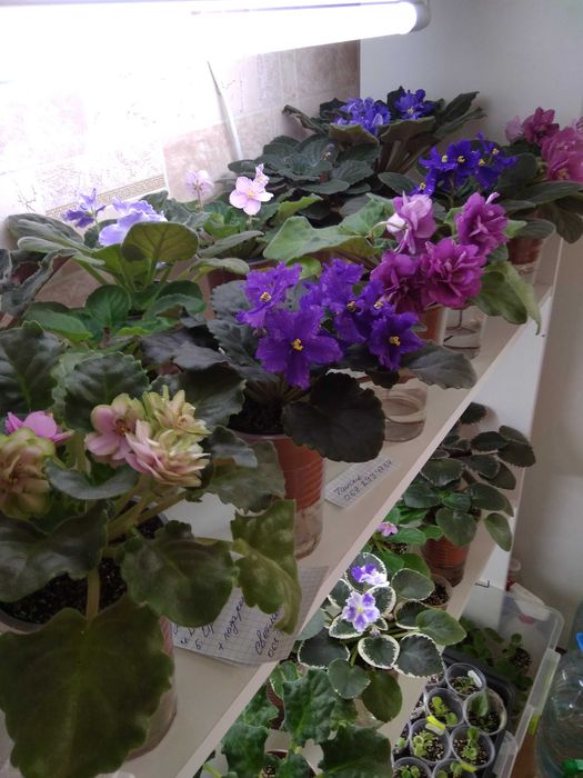 Фиалки  Ліст, укорінений ліст, деткі