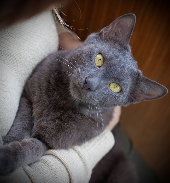 Особенный котик ищет свою семью