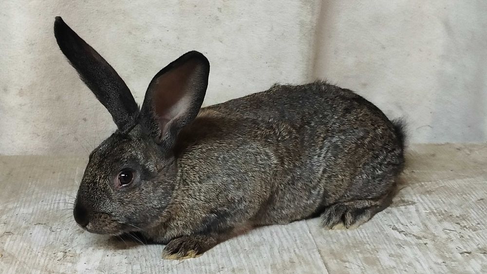 Króliki samice i samce