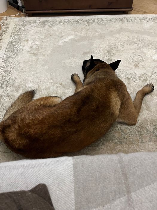 Мужній , сильний кабель Малинуа готовий до вʼязки