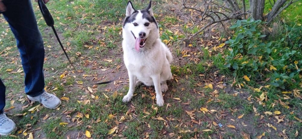 Вязка чистокровного Хаски