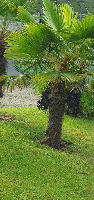 nasiona Trachycarpus Fortunei x Trachycarpus Wagnerianus Hybryda 100 sz