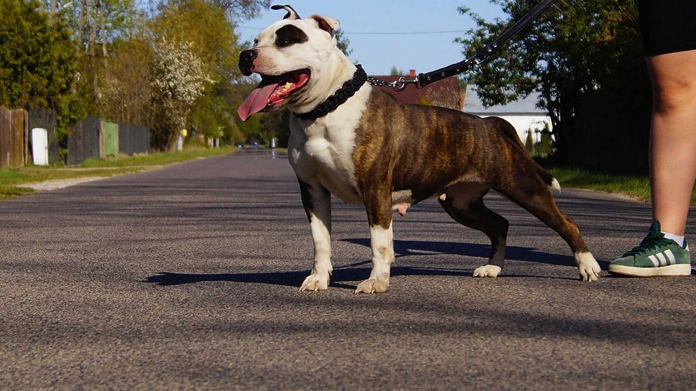 Szczeniak Amstaff,  samiec białogłowy, z rodowodem.  Błękitno pręgowany.