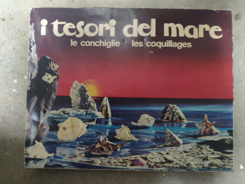 Coleção de Conchas e Búzios