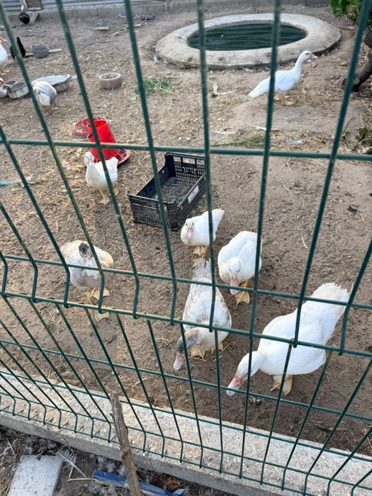 Patos e Galinhas