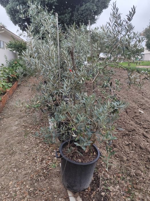 Oliveiras galega em pote 45l